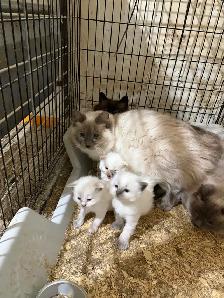 kitten’s for sale - Photo 6