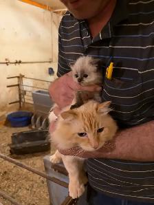 kitten’s for sale - Photo 7