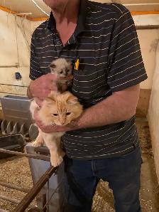 kitten’s for sale - Photo 8