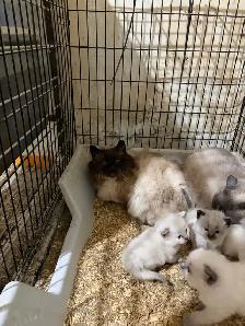 kitten’s for sale - Photo 9