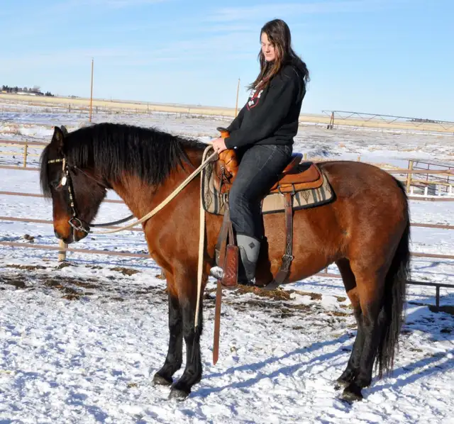 mare for sale