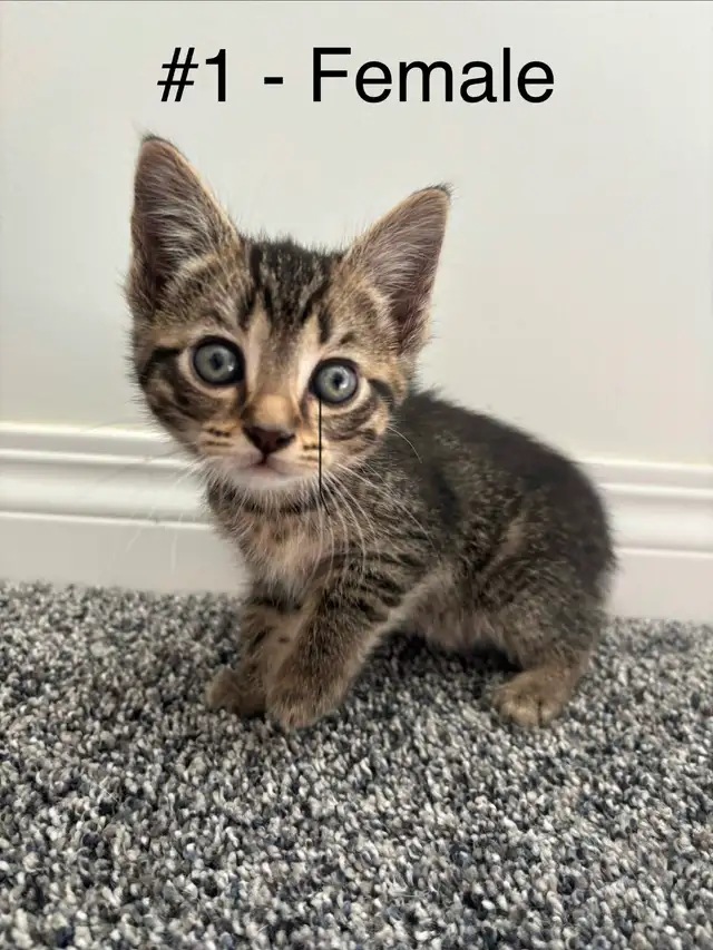Adorable Kittens!