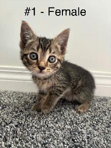Adorable Kittens!