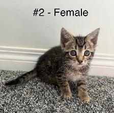 Adorable Kittens! - Photo 2