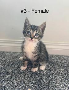 Adorable Kittens! - Photo 3