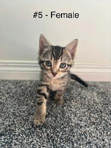 Adorable Kittens! - Photo 4