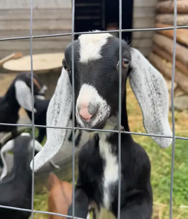 Nubian Doelings, Doe in milk