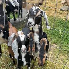 Nubian Doelings, Doe in milk - Photo 2