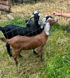Nubian Doelings, Doe in milk - Photo 3
