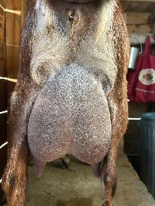 Nubian Doelings, Doe in milk - Photo 5