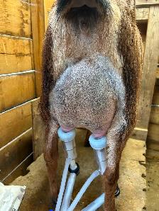 Nubian Doelings, Doe in milk - Photo 6
