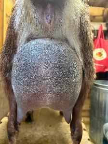 Nubian Doelings, Doe in milk - Photo 7