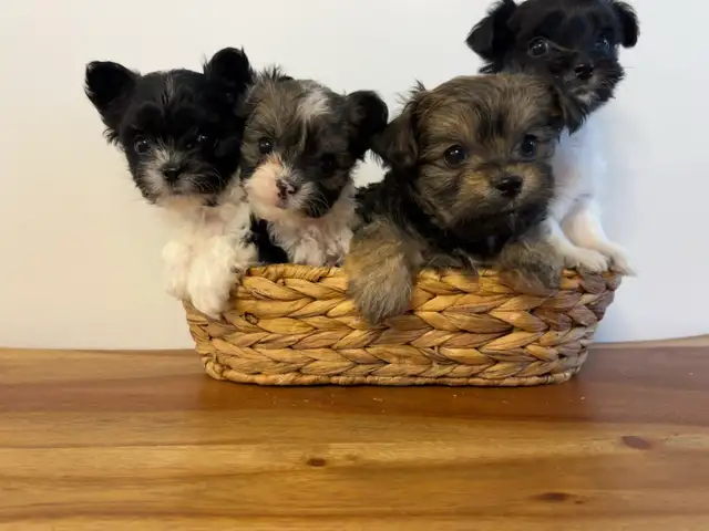 Yorkie poo puppies
