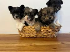 Yorkie poo puppies