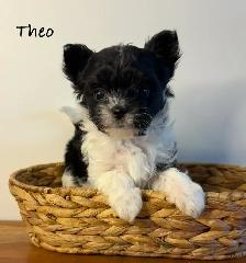Yorkie poo puppies - Photo 2
