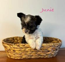 Yorkie poo puppies - Photo 3