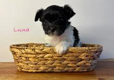 Yorkie poo puppies - Photo 4