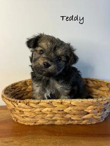 Yorkie poo puppies - Photo 5