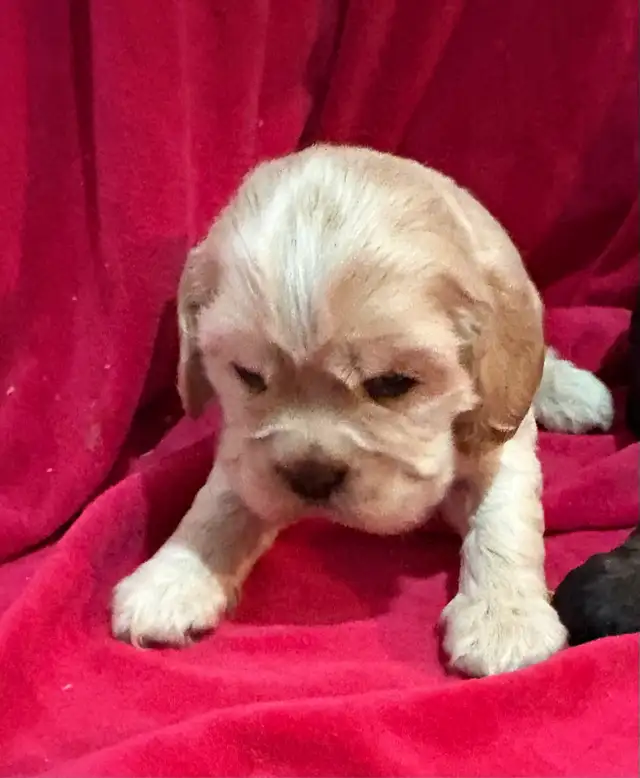American Cocker Spaniel Puppies