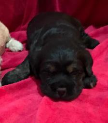 American Cocker Spaniel Puppies - Photo 2