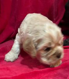 American Cocker Spaniel Puppies - Photo 3