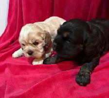 American Cocker Spaniel Puppies - Photo 4
