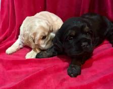 American Cocker Spaniel Puppies - Photo 5