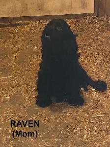 American Cocker Spaniel Puppies - Photo 6