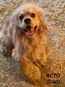 American Cocker Spaniel Puppies - Photo 7