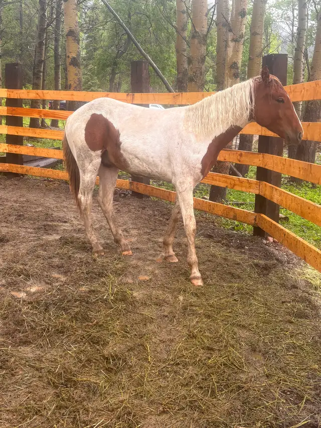 1.5 year old paint stud