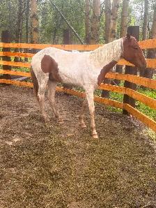 1.5 year old paint stud