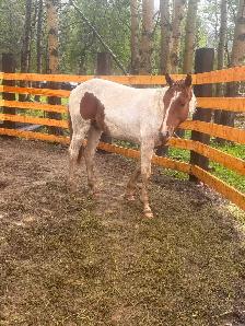 1.5 year old paint stud - Photo 2