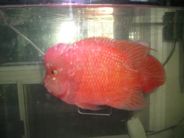 MOVING SALE MALE SUPER RED TEXAS 10 INCH $350 ( BEST OFFER )