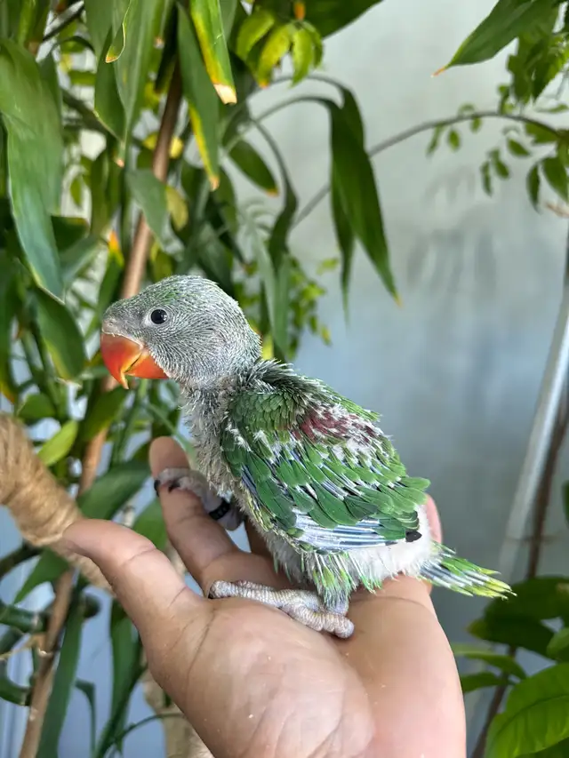 Alexandrine Babies parrot