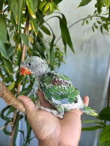 Alexandrine Babies parrot - Photo 4