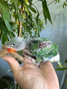 Alexandrine Babies parrot - Photo 5