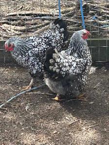 silver laced Wyandotte hatching eggs - Photo 6
