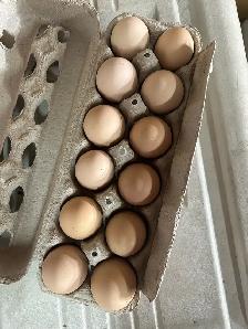 silver laced Wyandotte hatching eggs - Photo 8