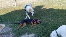 Pro Dog Walking – 10  Years Experience – Etobicoke & Mississauga - Photo 8