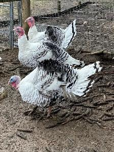 Royal palm turkey hatching eggs