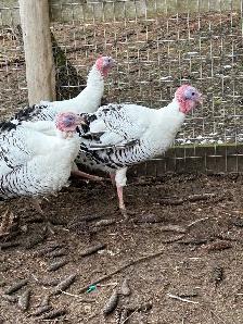 Royal palm turkey hatching eggs - Photo 3