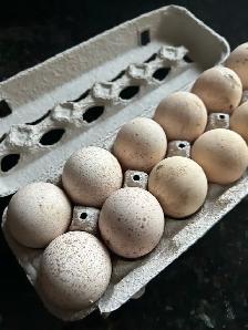 Royal palm turkey hatching eggs - Photo 7