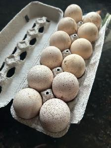 Royal palm turkey hatching eggs - Photo 8