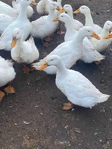 Pekin duck hatching eggs - Photo 6