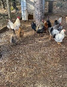 BYM hatching eggs - Photo 3