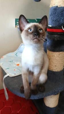 Female Siamese with everything