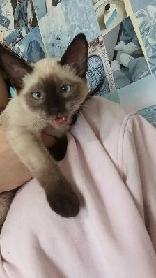Female Siamese with everything - Photo 4