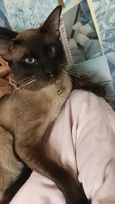 Female Siamese with everything - Photo 5