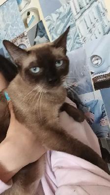 Female Siamese with everything - Photo 6