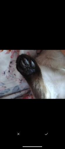 Female Siamese with everything - Photo 8